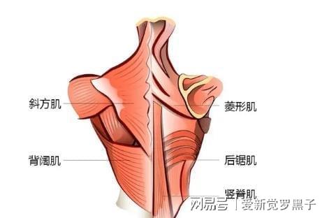 CQ9电子练背的好处有什么如何练？5个动作全面刺激背肌练出天然美背(图2)