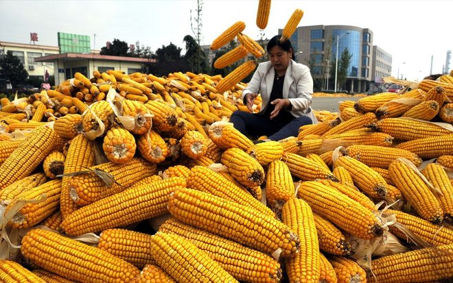 预警！玉米“跌蒙圈”东北潮粮破8毛5小麦“翘尾”发生了啥(图2)