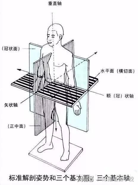 瑜伽科普：常用瑜伽术语(图1)