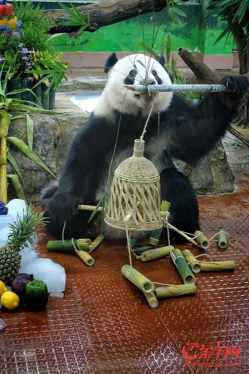 视频 “顶流”生日有点甜！广州动物园大熊猫兄妹迎来11岁生日会(图2)